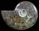 Polished, Agatized Ammonite (Cleoniceras) - Madagascar #59894-1
